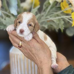 Bailey - Parti female Goldendoodle puppy in Yuciapa, California from AlltheDoodlez_