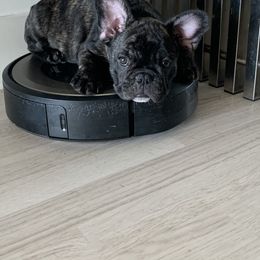 French Bulldog Puppies from Luna and London’s Puppies