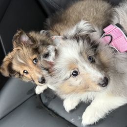 Shetland Sheepdog puppies from Bax’s Babies