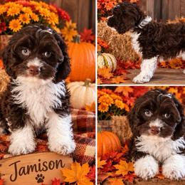 Jamison - Brown and white male Cockapoo puppy in Holton, Indiana from MoonShine Babies / OZ
