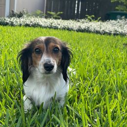 Dachshund Puppies from Ryan House Dachshunds