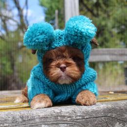 Shakespeare - Red male Shih Tzu puppy in Warren, Michigan from Danielle's Yorkie Babies