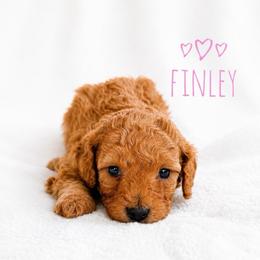 Finley-ToyF1bb - Red female Cavapoo puppy in Warrensburg, Missouri from Supreme Doodles