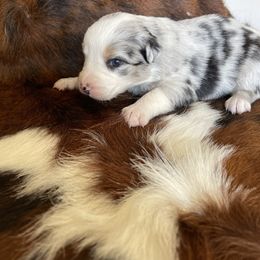 Australian Shepherd Puppies from Victoria Abbott