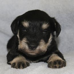 Ellen - Black and silver female Miniature Schnauzer puppy in Richardton, North Dakota from Crooked Tree Ranch