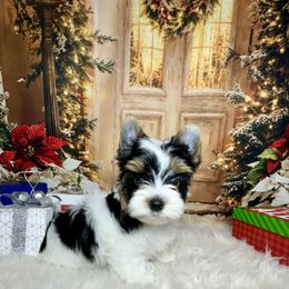 Cody  3000 AKC - Black tan and white male Biewer Terrier puppy in Nicholls, Georgia from Southeast Biewers