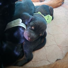 Doberman Pinscher Puppies from 7220 Doberman