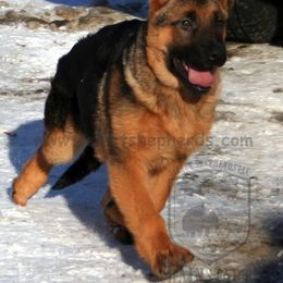 German Shepherd Puppies from Select Shepherds