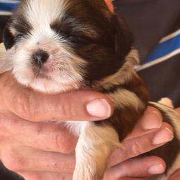 Dottie - Red and white male Shih Tzu puppy in Sutton, West Virginia from Meadow Lane Pups
