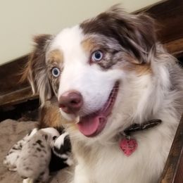 Pepper  - Australian Shepherd