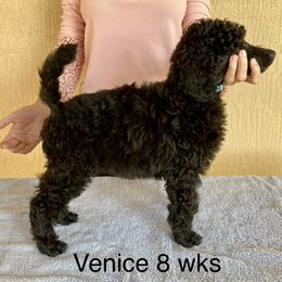 Poodle Puppies from Topsail Breeders