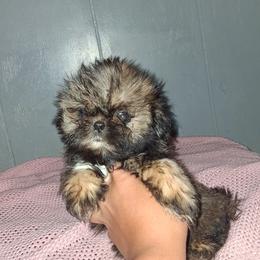 Boy 1 - Black gold and white male Shih Tzu puppy in Birmingham, Alabama from K&D kennels