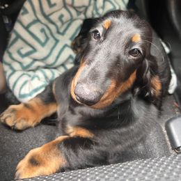 Dachshund Puppies from Evolutionary Hounds