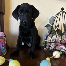 Labrador Retriever Puppies from Stormy River Retrievers