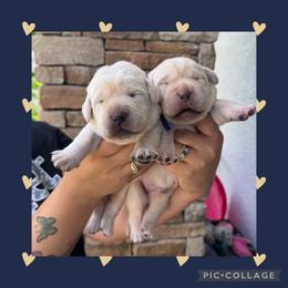 Blue Collar Male - Yellow male Labrador Retriever puppy in Kissimmee, Florida from SunState Labs