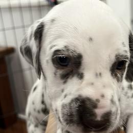 Girl 3 - White and liver brown Dalmatian puppy in West Lafayette, Indiana from Celestial Fyre Dalmatians