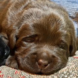 Chocolate Male No 1 - Chocolate male Labrador Retriever puppy in Malabar, Florida from Mythic Labradors, LLC