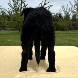 Silken Windhound Puppies from Luminous Silken Windhounds