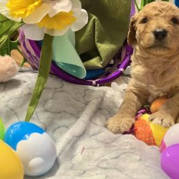 Goldendoodle and Poodle Puppies from Polly Wally Poodles and Doodles