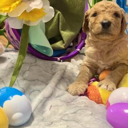 Goldendoodle and Poodle Puppies from Polly Wally Poodles and Doodles
