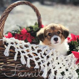 Gingersnap - Red American Corgi puppy in Cameron, North Carolina from Butts Family Corgis
