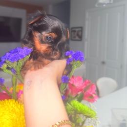 Freshia - Black and gold male Yorkshire Terrier puppy in Cape Coral, Florida from Katherine’s Yorkies and Poodles