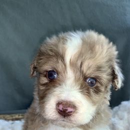 Boy 3 - Red merle Australian Shepherd puppy in Paint Rock, Alabama from Kotah’s Kennels