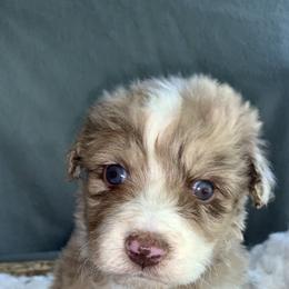 Boy 3 - Red merle Australian Shepherd puppy in Paint Rock, Alabama from Kotah’s Kennels