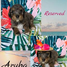 Aruba - Merle female Bernedoodle puppy in Godwin, North Carolina from Farm Sweet Farm Doodles