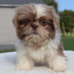 Luffy- Lavender Parti - Lilac male Shih Tzu puppy in Clinton, Tennessee from Southland’s Shih Tzus