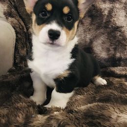 Pembroke Welsh Corgi Puppies from Hammon Pembroke Welsh Corgis