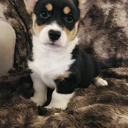 Pembroke Welsh Corgi Puppies from Hammon Pembroke Welsh Corgis