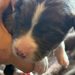 Blossom - Chocolate female Border Collie puppy in East Ellijay, Georgia from Nine Peaks Border Collies