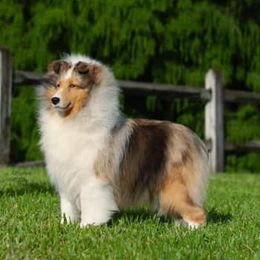 Charlize - Collie
