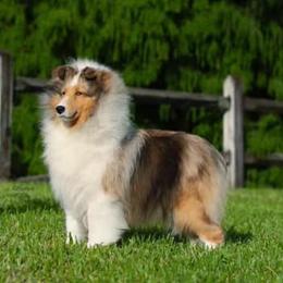 Charlize - Collie