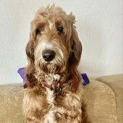 Ada Mae - Irish Doodle