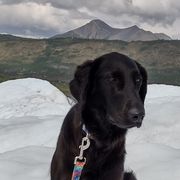 Flat-Coated Retriever Puppies from PrairieFlats