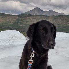 Flat-Coated Retriever Puppies from PrairieFlats