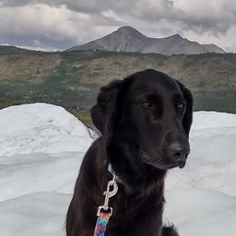 Flat-Coated Retriever Puppies from PrairieFlats