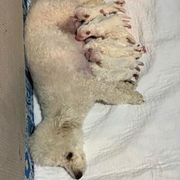 Milo - White male Bichon Frise puppy in 63101 (St. Louis Metro Area), Missouri from BichonSTL