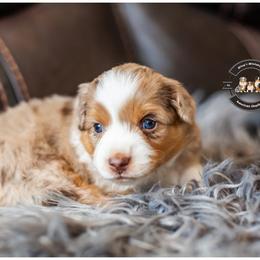 Striker - Blue merle male Miniature American Shepherd puppy in Tonopah, Arizona from King's Miniature American Shepherds