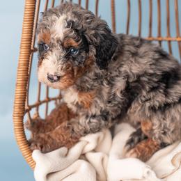 Annabelle - Merle female Bernedoodle puppy in Lititz, Pennsylvania from Sleepy Hollow Acres
