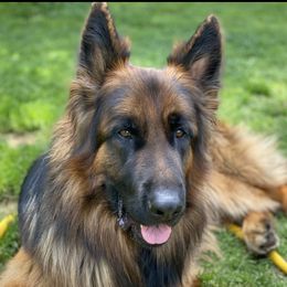 Malone  - German Shepherd