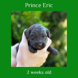 Eric - green collar - Chocolate male Labradoodle puppy in Beavercreek, Oregon from Auburn Sky Labradoodles