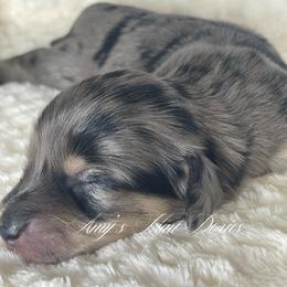 Merlot - Dapple female Dachshund puppy in Jena, Louisiana from Amy’s Mini Doxies
