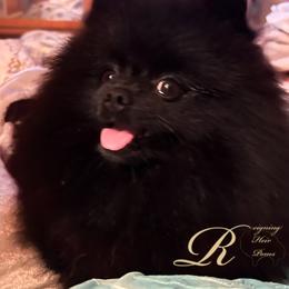 Pomeranian Puppies from Silver’s Reigning Heir Poms