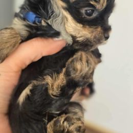 Yorkshire Terrier Puppies from North Idaho Yorkies