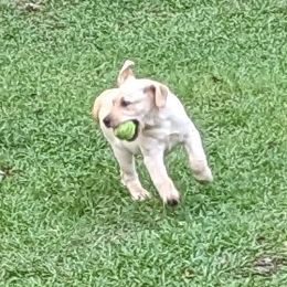 Labrador Retriever Puppies from Labradors Forever