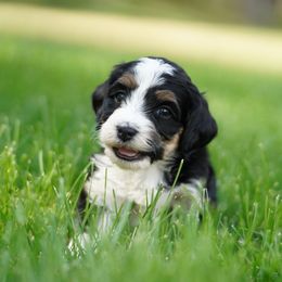 Oakley - Tri-color female Bernedoodle puppy in Spokane, Washington from Lilac City Doodles