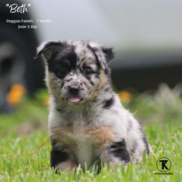 Australian Shepherd, Miniature American Shepherd, Miniature Australian Shepherd, and Toy Australian Shepherd Puppies from TK Standard, Mini, & Toy Aussies